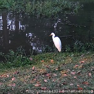 2023年10月份老倆口生活雜記(小米乳牙小犬颱風國慶連假B