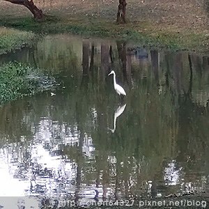 2023年11月份老倆口生活雜記(將軍區青鯤鯓扇形鹽田倒立水