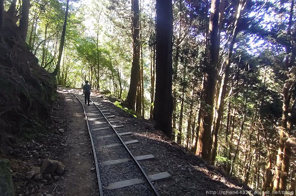 2023-11-10(五)-老倆口阿里山2日行-第二天特富野