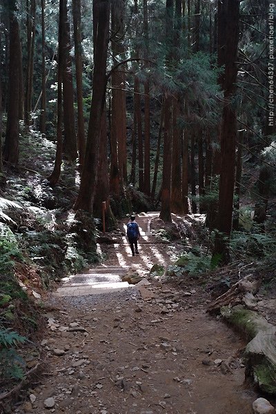 2023-11-10(五)-老倆口阿里山2日行-第二天特富野