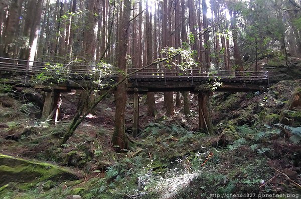 2023-11-10(五)-老倆口阿里山2日行-第二天特富野