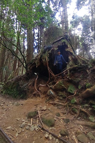 2023-11-10(五)-老倆口阿里山2日行-第二天特富野