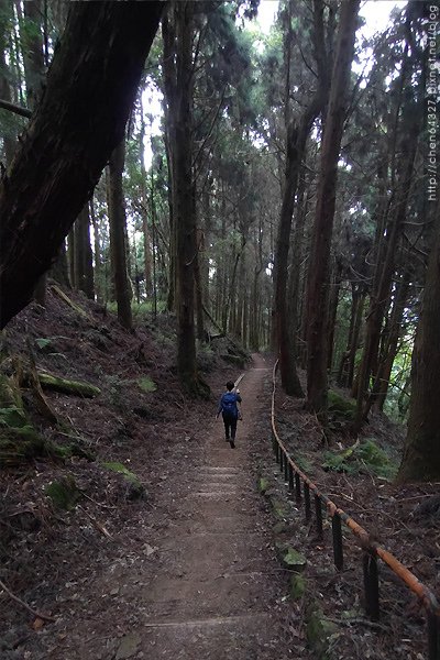 2023-11-10(五)-老倆口阿里山2日行-第二天特富野