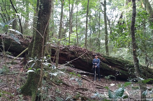 2023-11-10(五)-老倆口阿里山2日行-第二天特富野