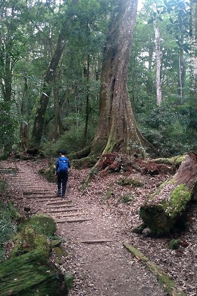 2023-11-10(五)-老倆口阿里山2日行-第二天特富野