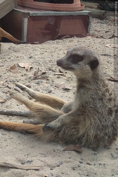 2024-01-20(六)-老倆口-壽山動物園看台灣黑熊波比