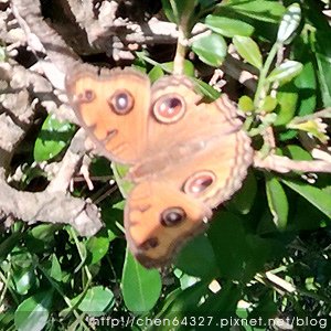 2024年9月份老倆口生活雜記(老倆口交往33周年冰糖銀耳蓮