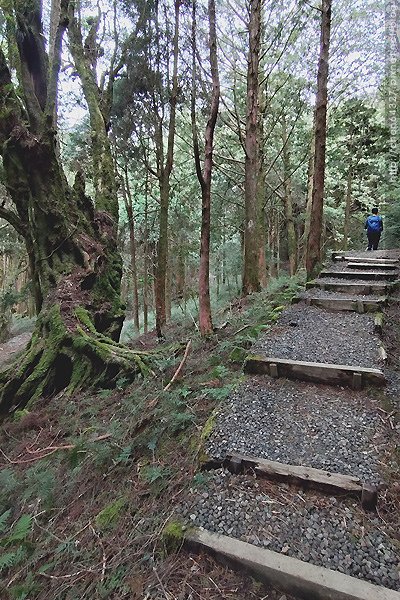 2024-11-23(六)老倆口-阿里山眠月線小冒險之旅