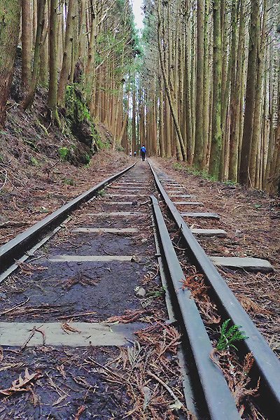 2024-11-23(六)老倆口-阿里山眠月線小冒險之旅