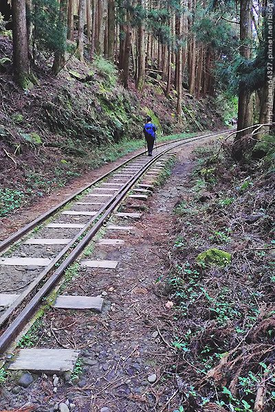 2024-11-23(六)老倆口-阿里山眠月線小冒險之旅