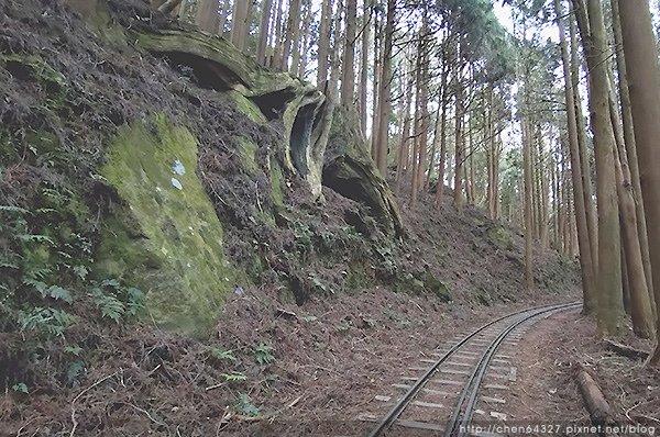 2024-11-23(六)老倆口-阿里山眠月線小冒險之旅