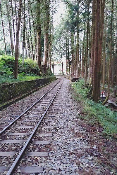 2024-11-23(六)老倆口-阿里山眠月線小冒險之旅