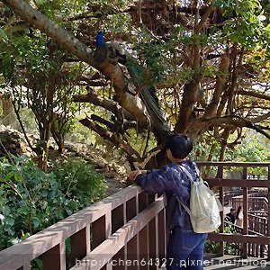 2025年2月份老倆口生活雜記(阿美飯店大S病逝武聖夜市山月