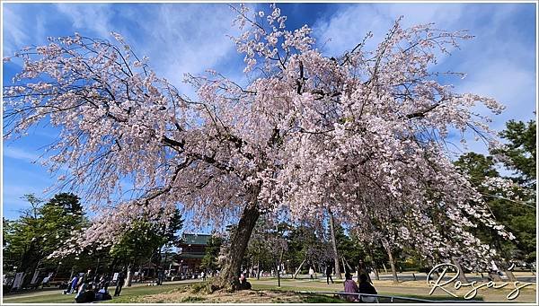 【2024關西賞櫻8】平安神宮+円山公園周邊