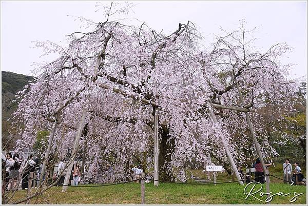 【2024關西賞櫻8】平安神宮+円山公園周邊