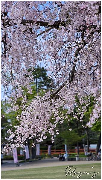 【2024關西賞櫻8】平安神宮+円山公園周邊