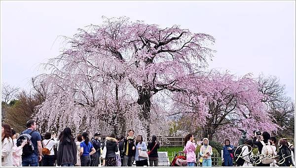 【2024關西賞櫻8】平安神宮+円山公園周邊