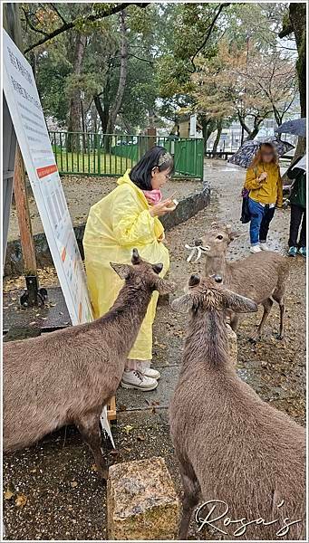 【2024關西賞櫻15】雨中奈良公園+關空二航