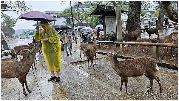 【2024關西賞櫻15】雨中奈良公園+關空二航