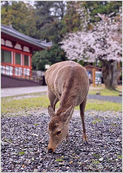 【2024關西賞櫻15】雨中奈良公園+關空二航