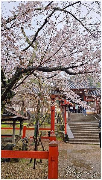 【2024關西賞櫻15】雨中奈良公園+關空二航