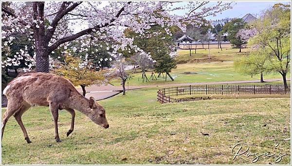 【2024關西賞櫻15】雨中奈良公園+關空二航