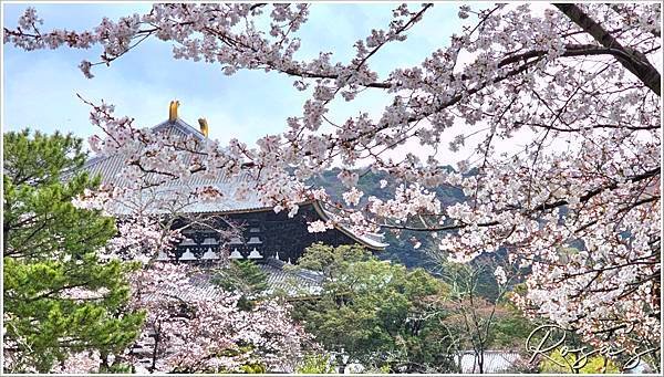 【2024關西賞櫻15】雨中奈良公園+關空二航