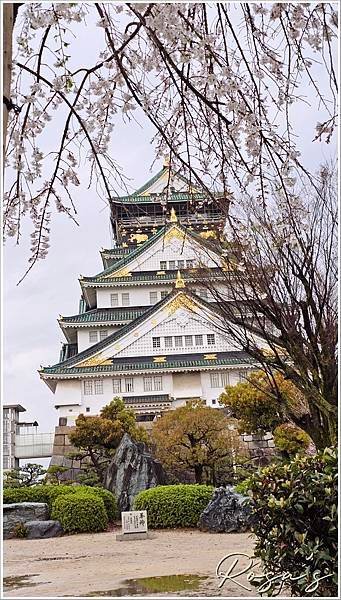 【2024關西賞櫻15】雨中奈良公園+關空二航