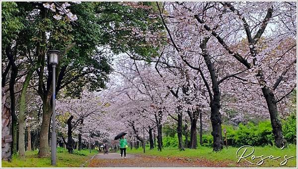 【2024關西賞櫻15】雨中奈良公園+關空二航