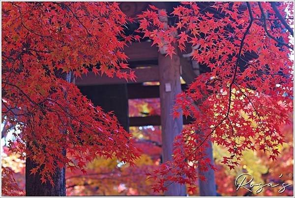 【2024楓迷京都04】嵐山地區與常寂光寺