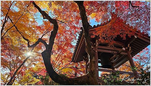 【2024楓迷京都04】嵐山地區與常寂光寺