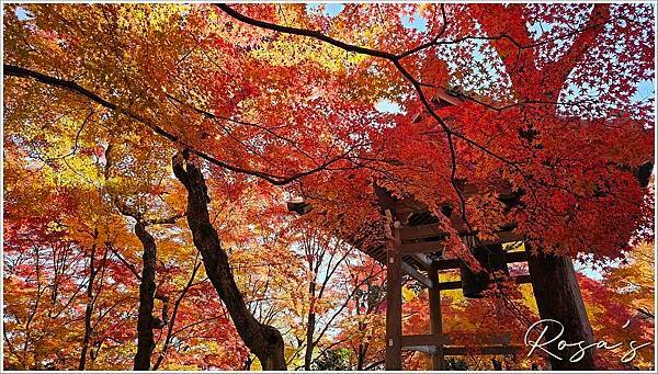 【2024楓迷京都04】嵐山地區與常寂光寺