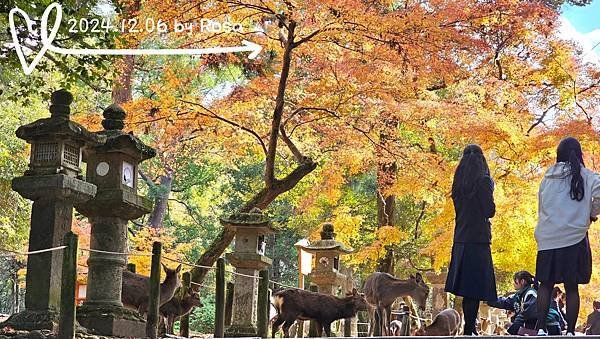 【2024楓迷京都09】奈良公園走透透