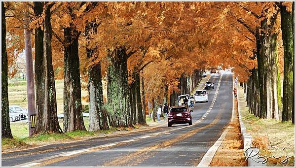 【2024楓迷京都10】牧野高原水杉大道