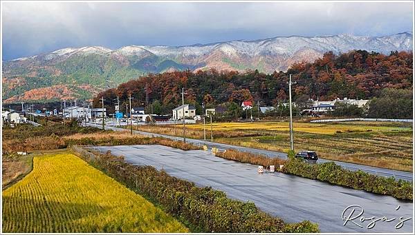【2024楓迷京都10】牧野高原水杉大道