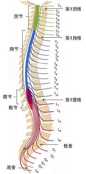 14-3脊髓节段与椎骨.bmp