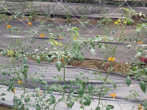 33天玉女番茄園