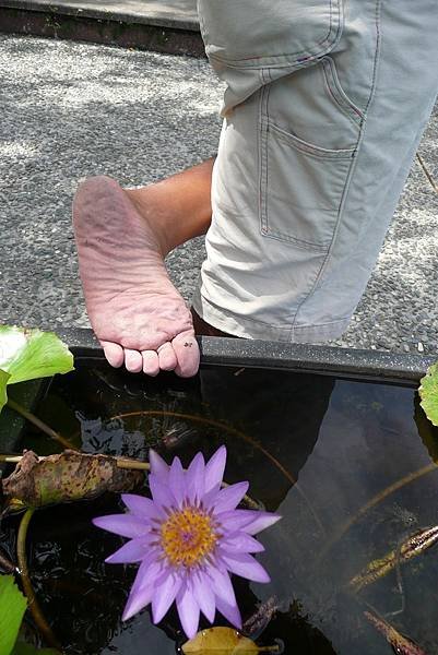 腳和蓮花
