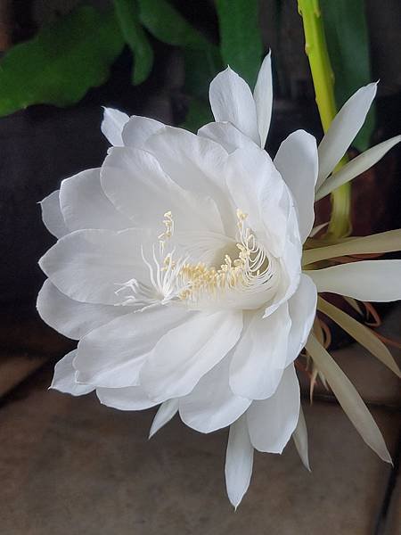 曇花開，2023.08.19晚上