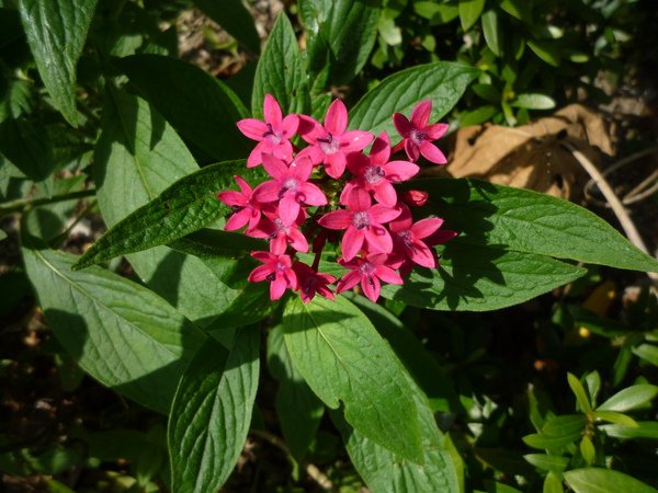 繁星花