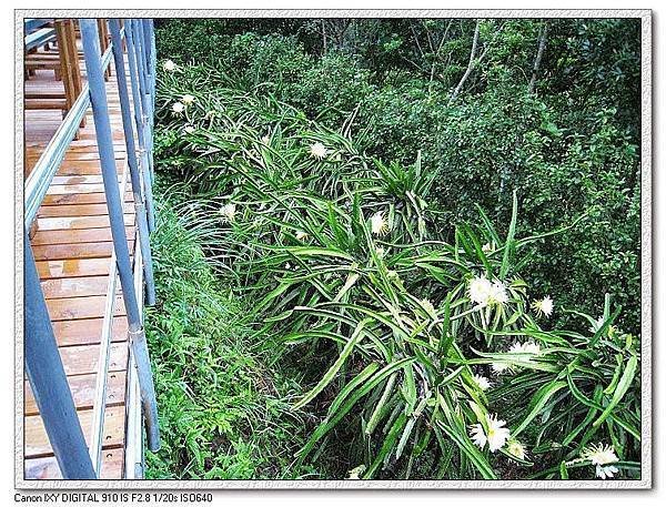無患居火龍果園.jpg