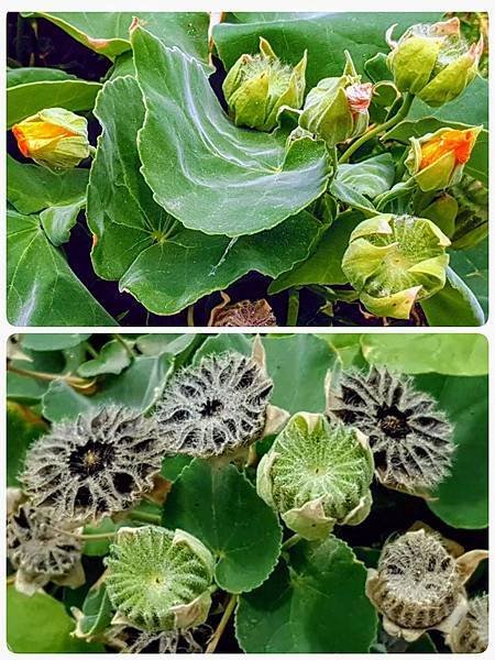 2021-06-22  磨盤草001.jpg