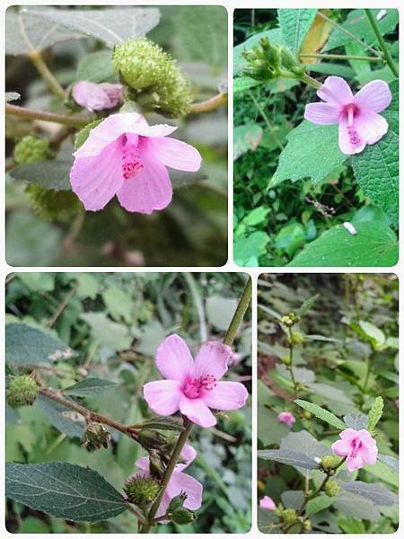 2021-06-24  野棉花或梵天花001.jpg