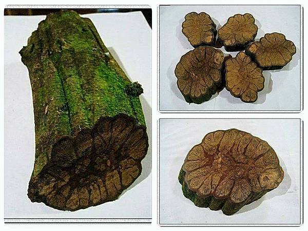 山居歲月~另類的拈花惹草002.jpg