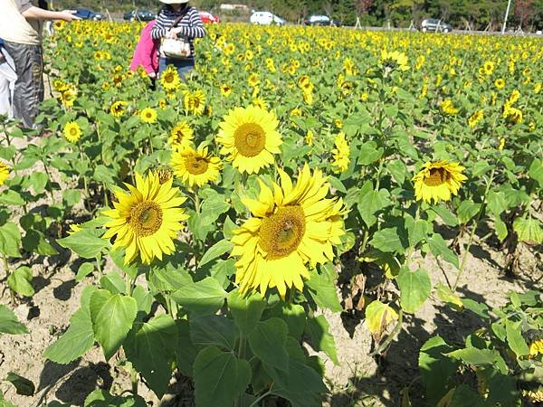 苗栗　南庄　向日葵花田