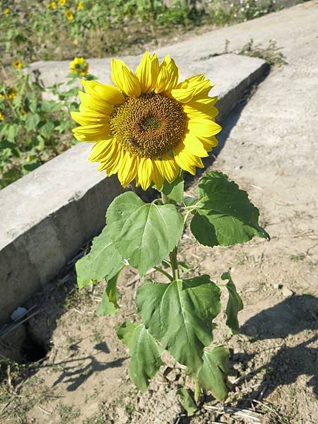 苗栗　南庄　向日葵花田