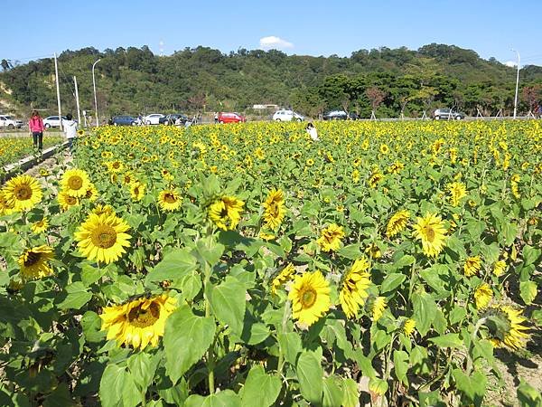 苗栗　南庄　向日葵花田