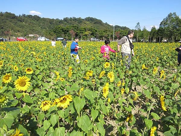 苗栗　南庄　向日葵花田