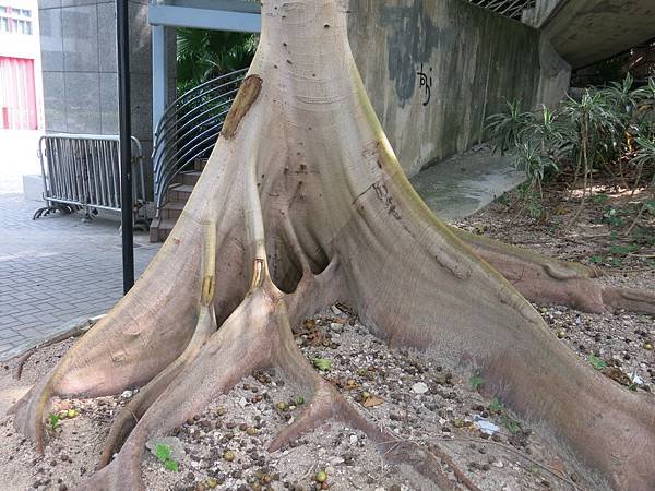 香港不著地之旅 - 成寒