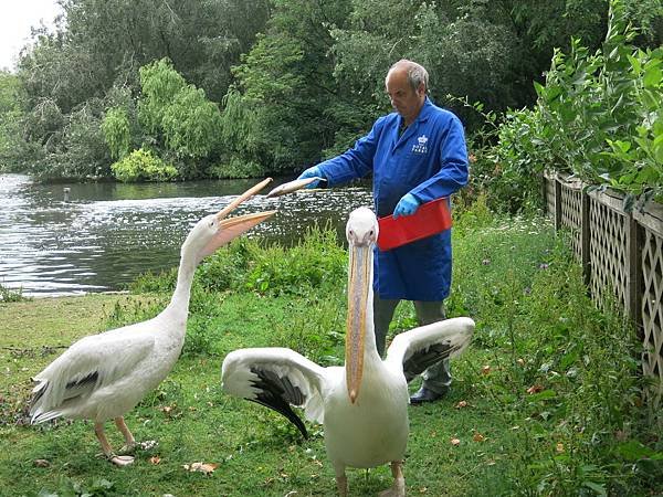 倫敦 聖詹姆斯公園 餵鵜鵠 pelican feeding, St. James Park, London 